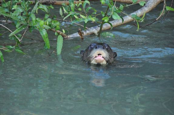 Ariranha se aproxima do nosso barco no rio Cuiabá, região de Porto Jofre, no final da rodovia Transpantaneira, no Pantanal Norte, no Mato Grosso